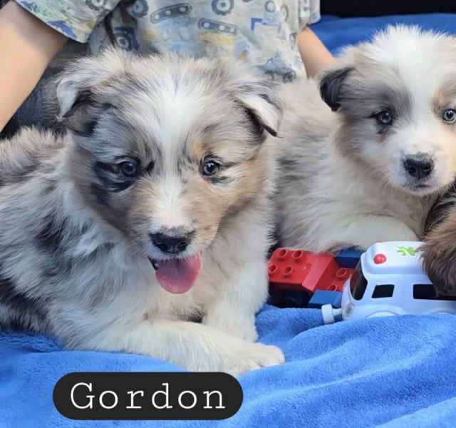 Border Collie Puppies Purebred +++ Rare colors64470078726531113