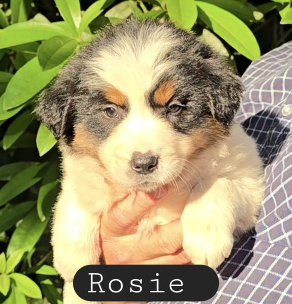 Border Collie Puppies Purebred +++ Rare colors64470078726531112