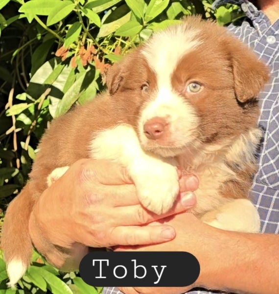 Border Collie Puppies Purebred +++ Rare colors64470078726531110