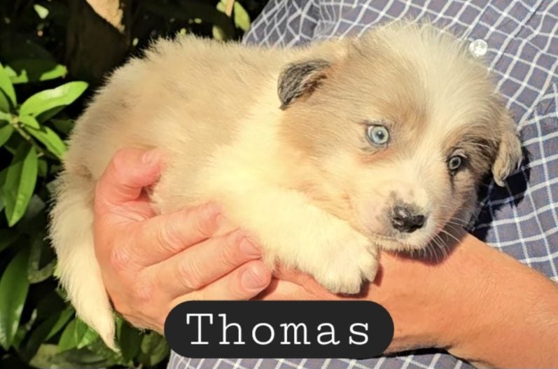 Border Collie Puppies Purebred +++ Rare colors64470078726531114