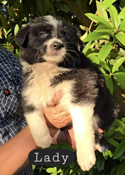 Border Collie Puppies Purebred +++ Rare colors64470078726531111