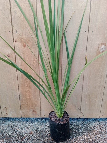 CORDYLINE AUSTRALIS - SPECIAL $7.50 Carousel 1