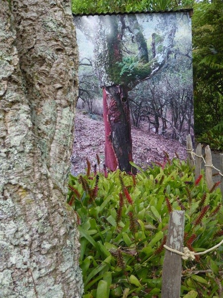 NO.44 - ALCORNOCALES / OPPOSITE FOOTERS - SG2025 Carousel 1