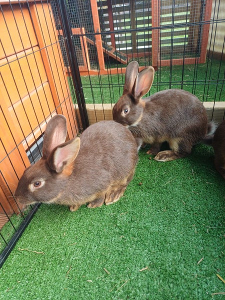 Bunny rabbits Carousel 2