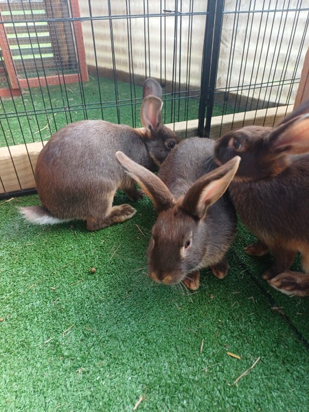 Bunny rabbits Carousel 1