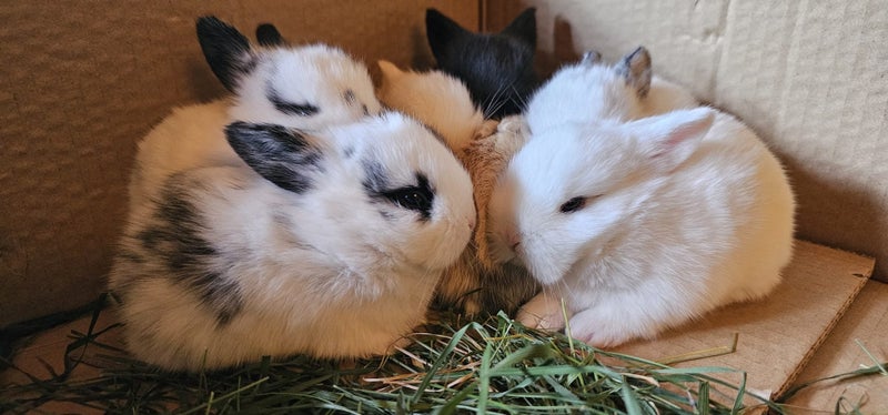 Mini-lop x Dutch rabbits Carousel 1