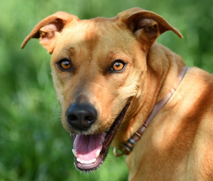 Ari - Lab x rescue, great with people, dogs, cats, kids Carousel 1