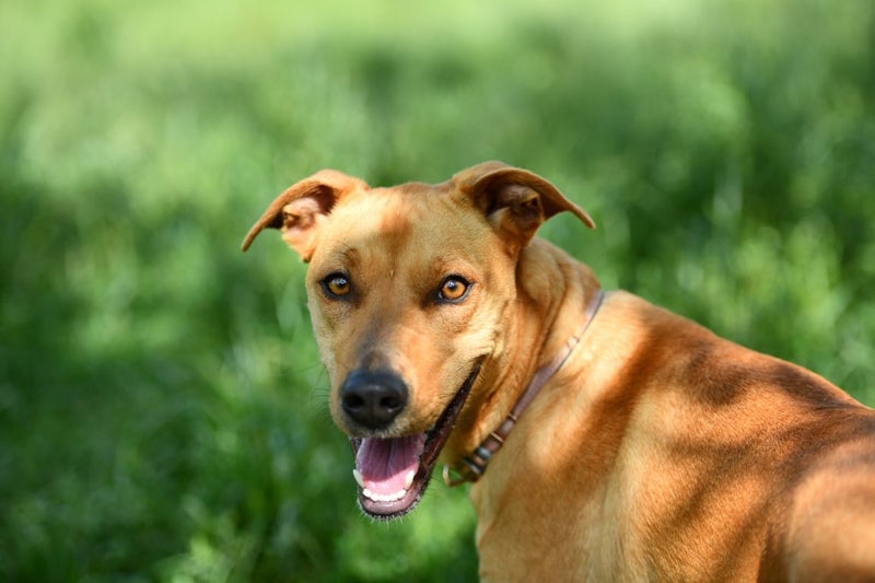 Ari - Lab x rescue, great with people, dogs, cats, kids Carousel 2