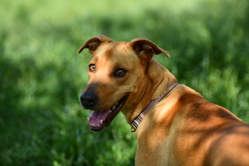 Ari - Lab x rescue, great with people, dogs, cats, kids Carousel 11