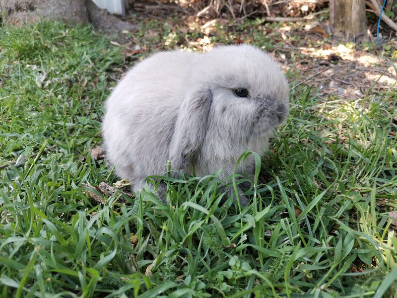 Adorable minilop baby bunnies for sale Carousel 2