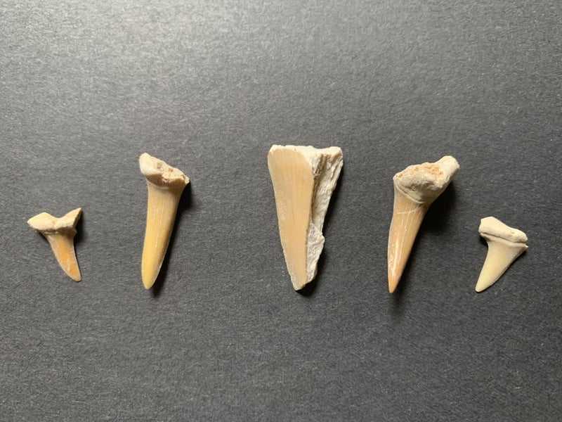 5x FOSSIL SHARK TEETH Carousel 1