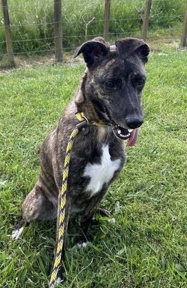 Maisey the Lurcher Carousel 4