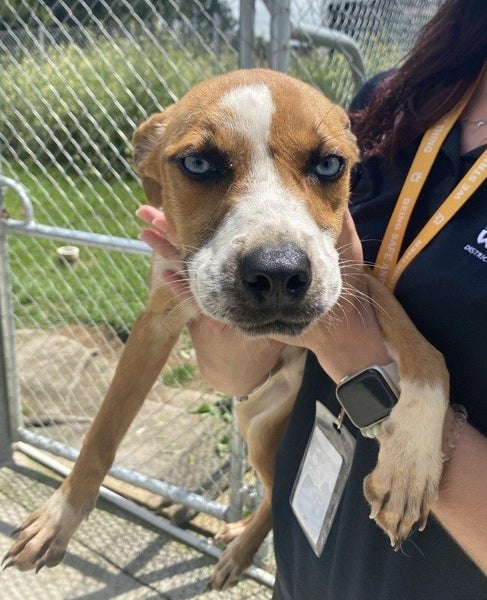 Baby's got blue eyes ... Carousel 2