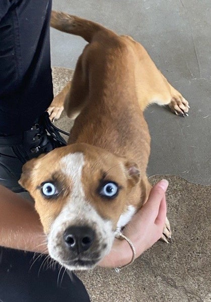 Baby's got blue eyes ... Carousel 1