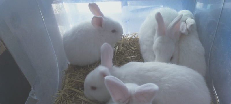 Pure NZ White Rabbits Carousel 1