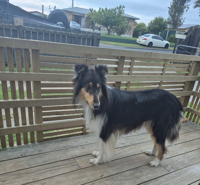 Purebred Rough Collie Carousel 16