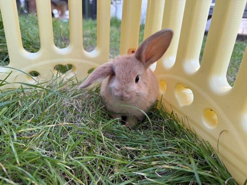 mini lop bunny Carousel 1