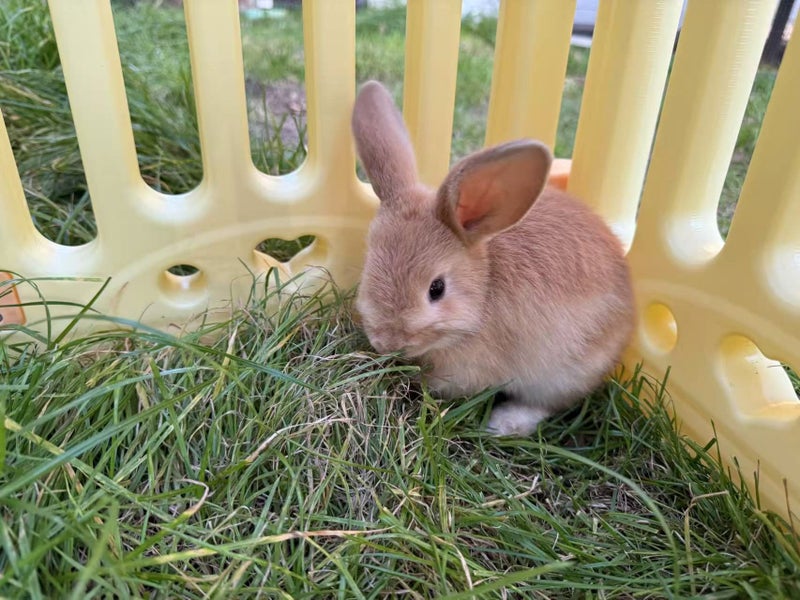 mini lop bunny Carousel 2