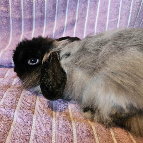2 male Angora cross minilop rabbits Carousel 2