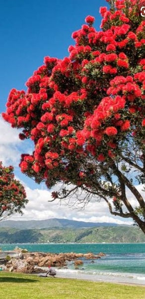Pohutukawa Carousel 1