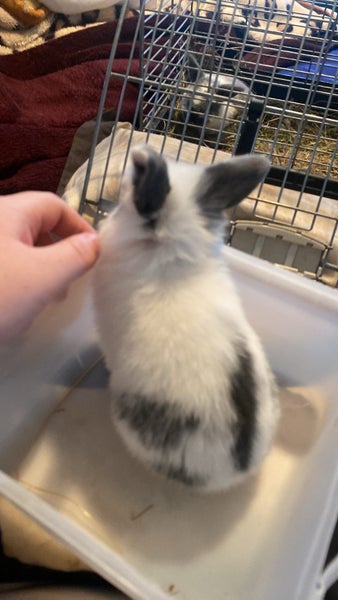 minilop purebred baby boy Carousel 1