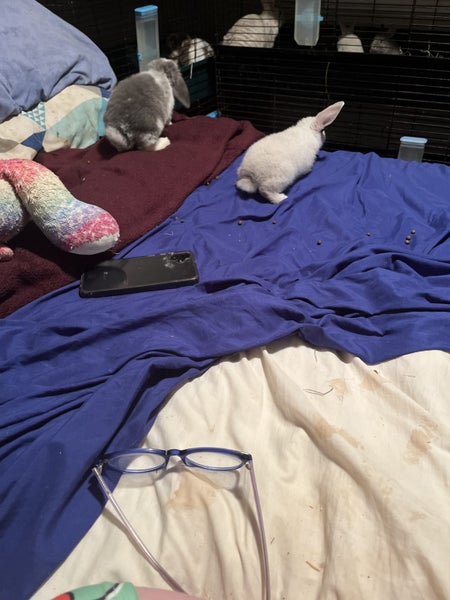 minilop x jersey woolly x Netherland dwarf and a purebred minilop bonded pair Carousel 1