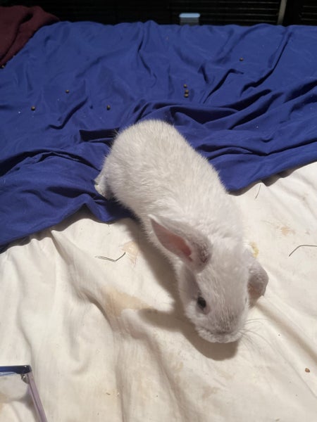 minilop x jersey woolly x Netherland dwarf and a purebred minilop bonded pair Carousel 2