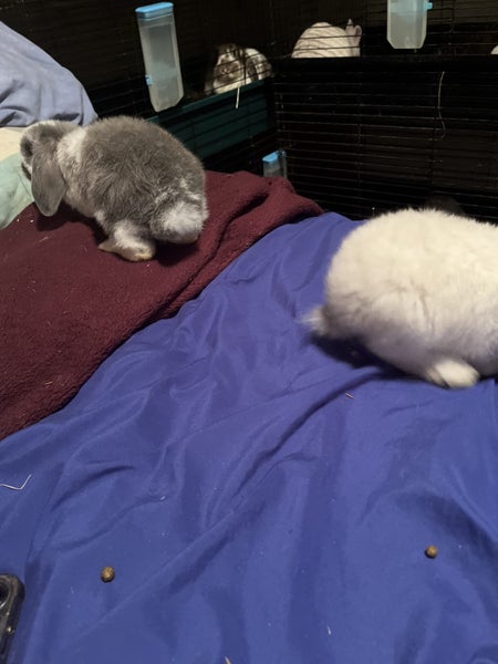 minilop x jersey woolly x Netherland dwarf and a purebred minilop bonded pair Carousel 5