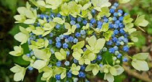Dichroa Summer Skies superb star blue flowers evergreen hydrangea Carousel 1