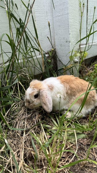 Rabbits for rehoming64482706695682110