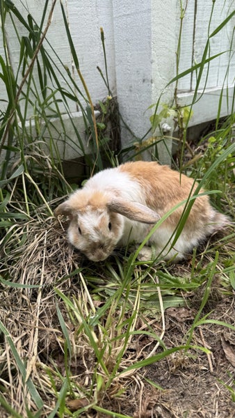 Rabbits for rehoming64482706695682111