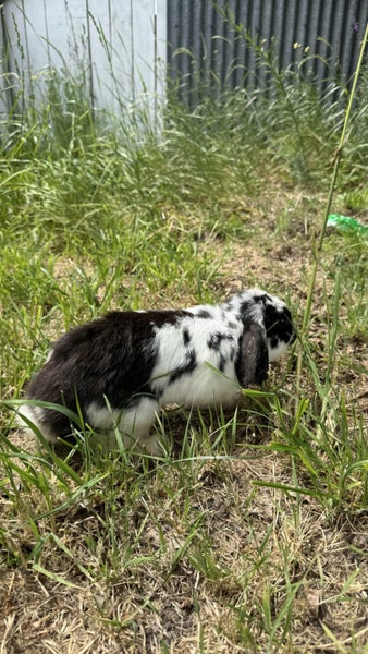 Rabbits for rehoming64482706695682112