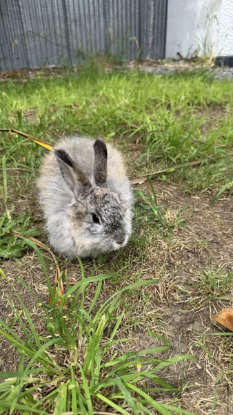 Rabbits for rehoming64482706695682114