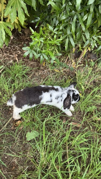 Rabbits for rehoming64482706695682113