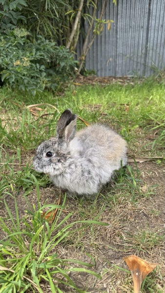 Rabbits for rehoming Carousel 6