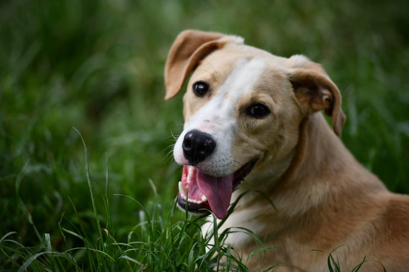 Loki - Labrador x Border Collie, very friendly and gentle rescue Carousel 1