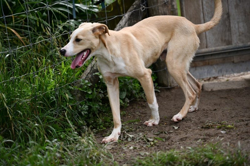 Loki - Labrador x Border Collie, very friendly and gentle rescue Carousel 13