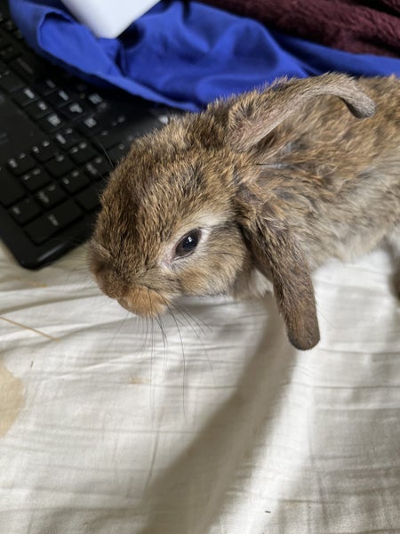 minilop purebred babies Carousel 1