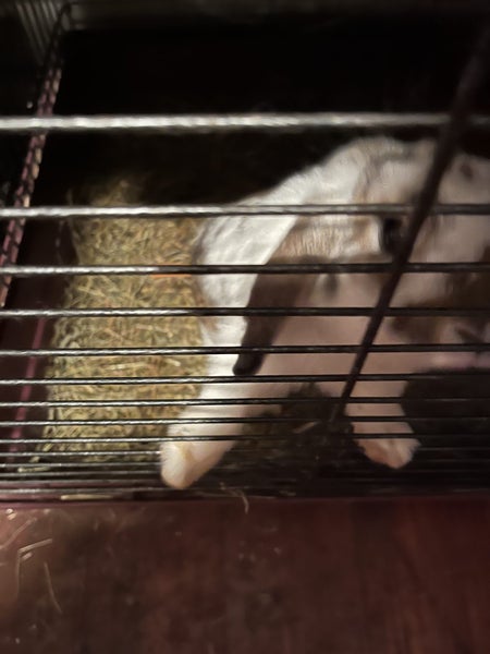 minilop purebred babies Carousel 8