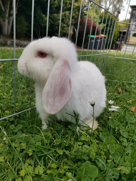 Adorable minilop baby bunnies for sale Carousel 2