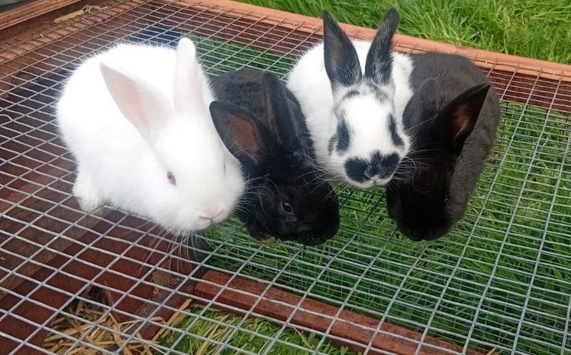 ** CUTE BUNNIES for SALE** Carousel 1