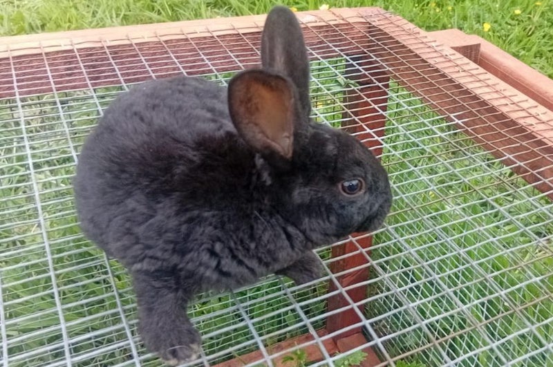 ** CUTE BUNNIES for SALE** Carousel 2
