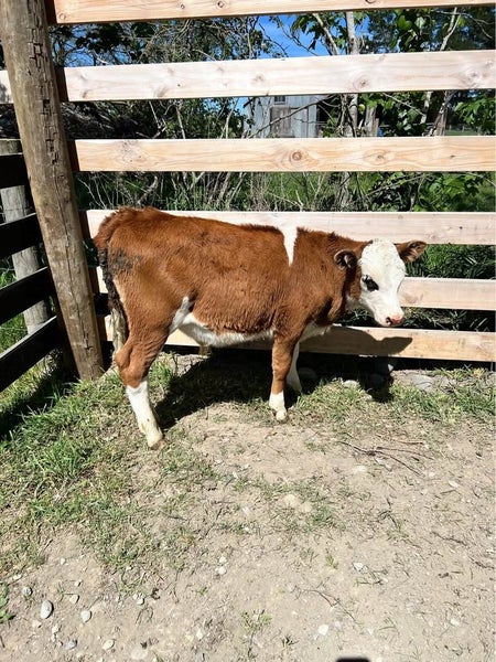 Weaned calves Carousel 1
