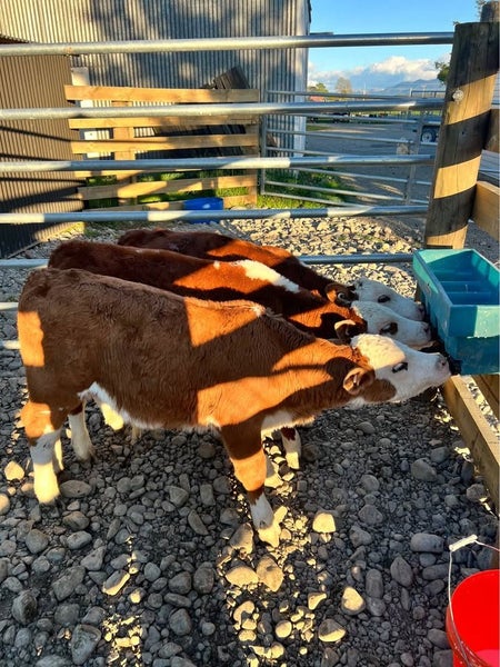Weaned calves Carousel 2