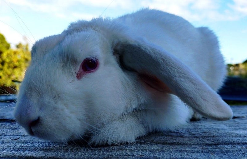 Rabbit - Attractive and Healthy Carousel 2