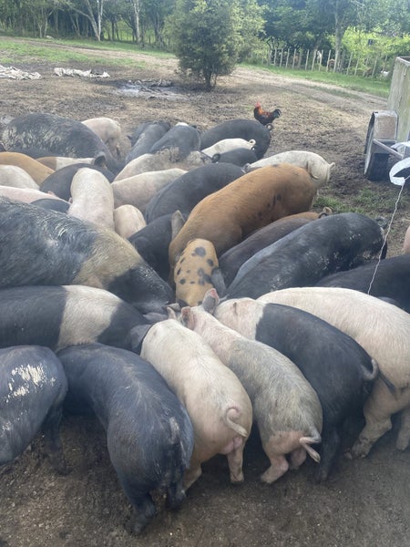 Pigs all sizes64513968529922110