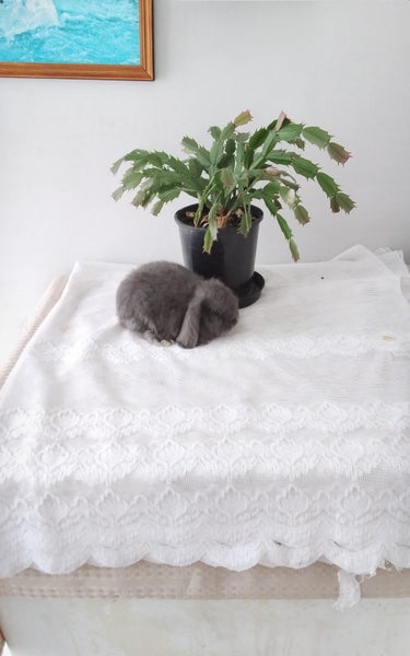 Mini lop rabbits Carousel 3