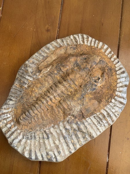 Trilobite fossil Carousel 1