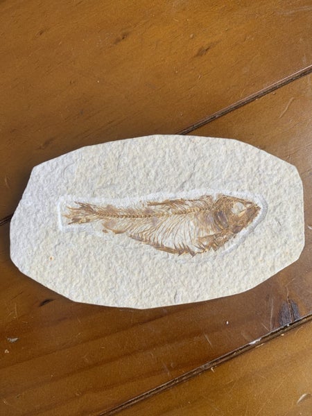 Fossil of a knightia eocaena fish Carousel 1
