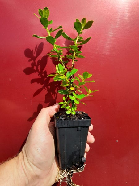 Escallonia Red Knight Carousel 1
